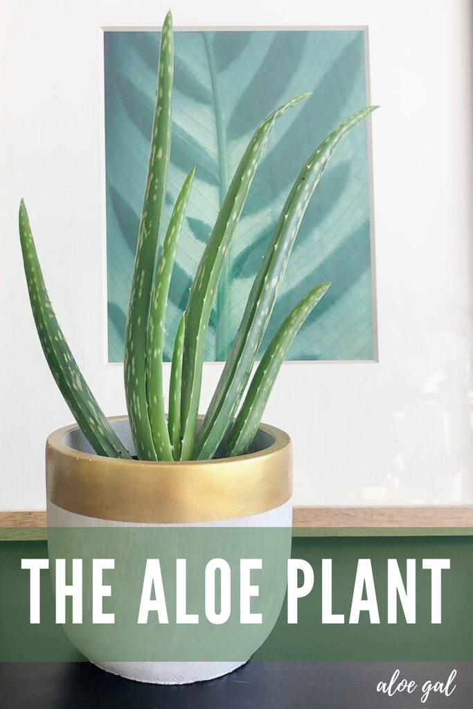 Aloe Vera: The Best Plant for Beginner & Novice Plant Lovers
