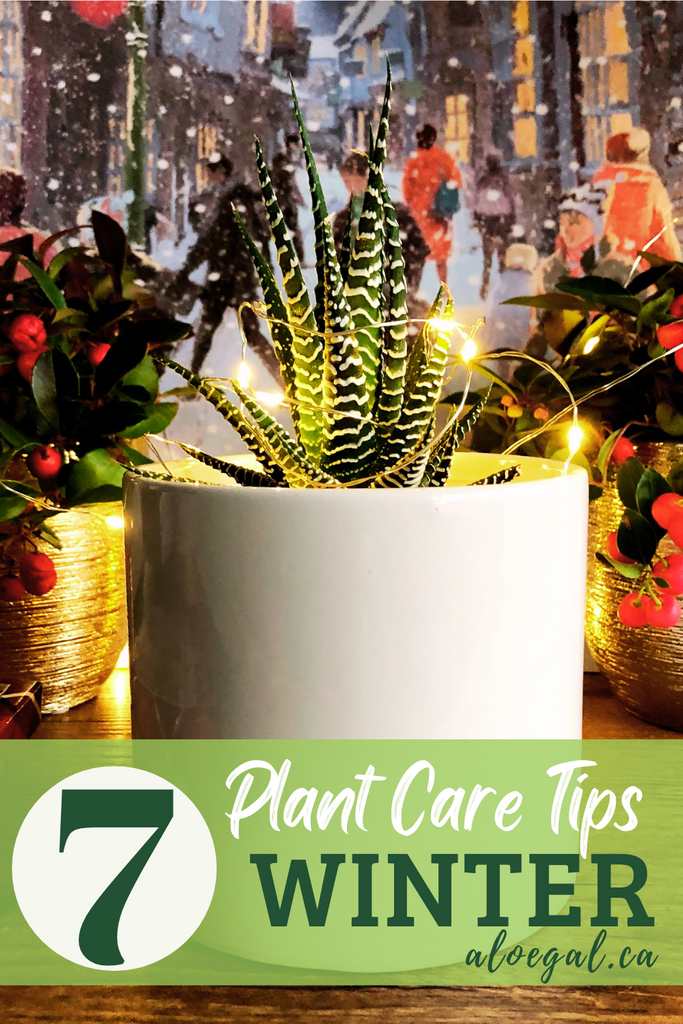 How to Care for your Houseplants this Winter ~ 7 Winter Plant Care Tips