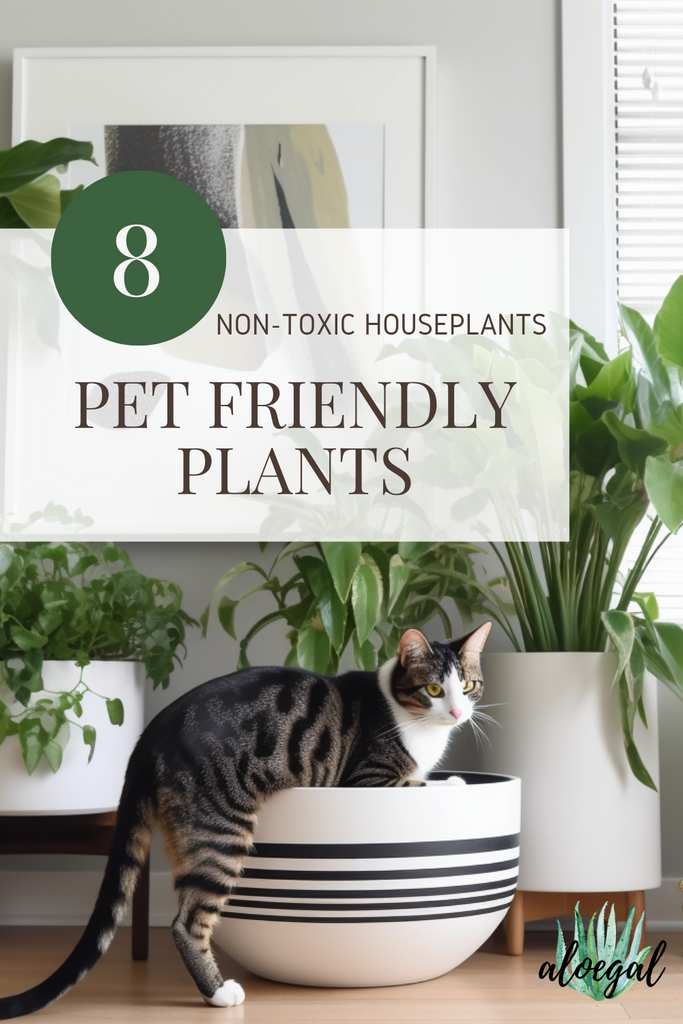 Pet-Friendly House Plants: 8 Non-Toxic Varieties for your Home