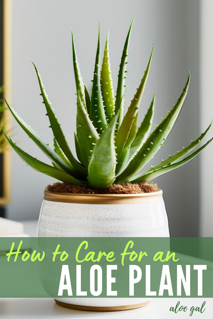 How to Care for an Aloe Vera Plant