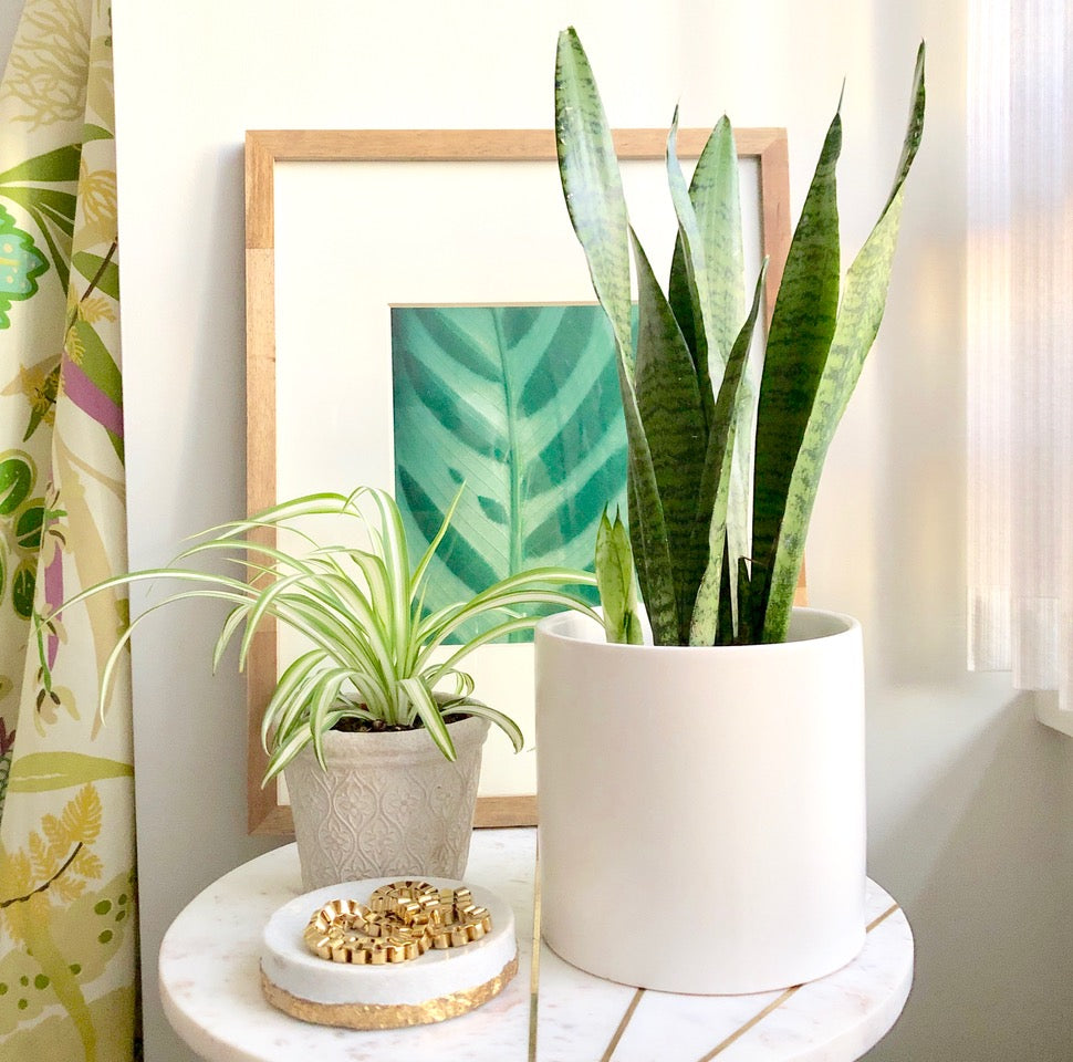 The "Unkillable" Snake Plant ~ Plant Care Tips