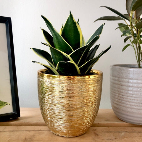The Perfect Giftable Plants