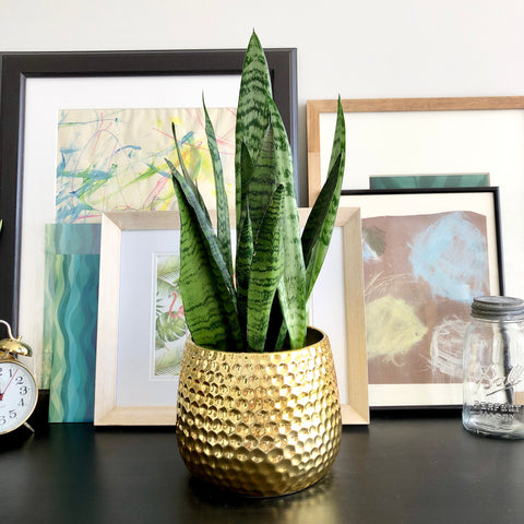The "Unkillable" Snake Plant