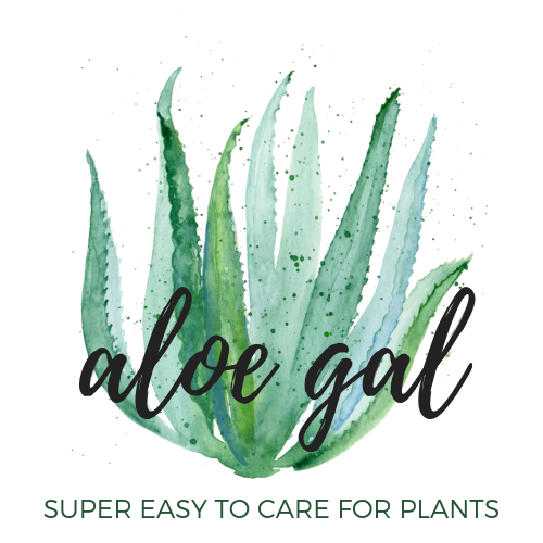 Super Easy to Care for Plants. Makes the Perfect Gift.  Indoor Plants, House Plants, Planters, Aloe Vera Plants, Fiddle Leaf Fig, Snake Plant, ZZ Plant, Spider Plant, Cactus, Ferns, Pothos Plant, Calathea Plants, Rubber Tree, Peperomia, Monsteras, Parlor Palm
